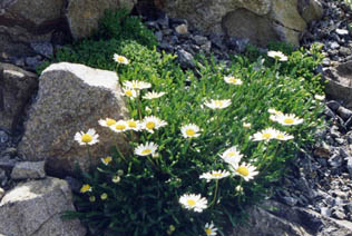 Leucanthemum atratum